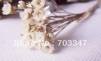 Vroče Prodajo !!! (1800pcs/veliko) Mini Posušeno Cvetje Za Dekoracijo